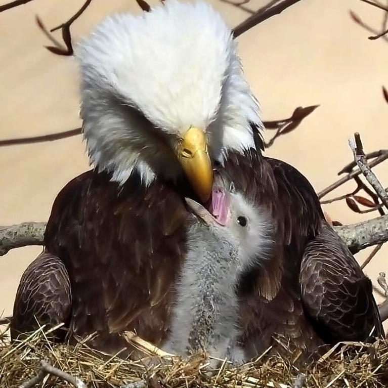 Eagle feeding baby by Nick Kerosky